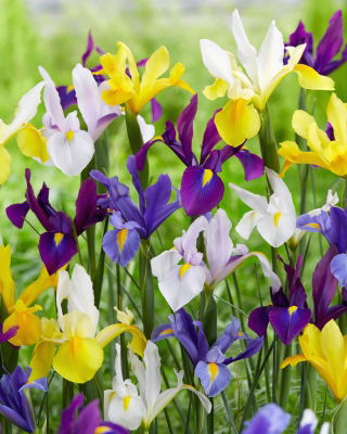 Hollandse Iris - 'Mix' - 10 st.