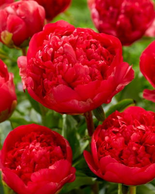Peony, Paeonia - 'Command Performance' - Seedlings - Giga Pack! - 50 pcs.
