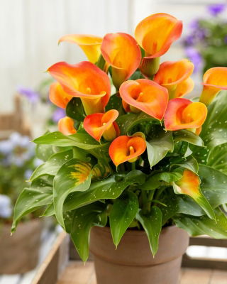 Calla, Cala, Cartucho 'Brunello'