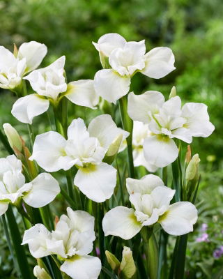 Iris sibirica 'Dreaming Green'