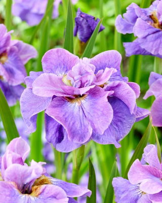 Sibirische Schwertlilie, Iris sibirica 'Having Fun'