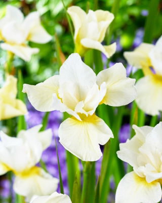 Iris sibirica 'Snow Queen'