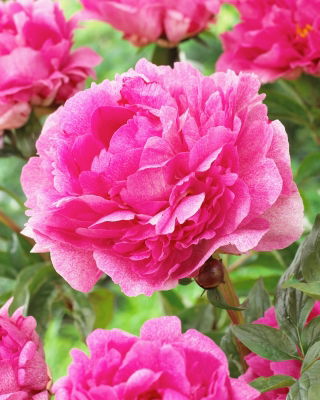 Peony, Paeonia - 'The Fawn' - Seedlings - Giga Pack! - 50 pcs.