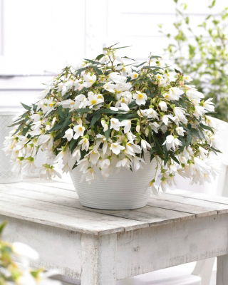 Begonia boliviensis 'Bertini Santa Barbara' - Giga Pack! - 50 pcs.
