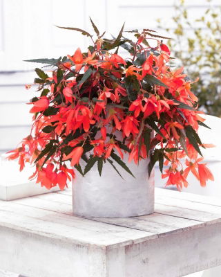 Begonia boliviensis 'Bertini Santa Cruz' - Large Pack! - 10 pcs.