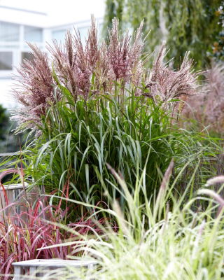 Miscanthus sinensis „Volcano” - Pachet mare - 10 unități