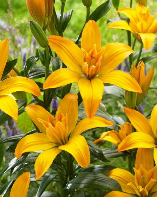 Crini „Gold Twin” - floare dublă