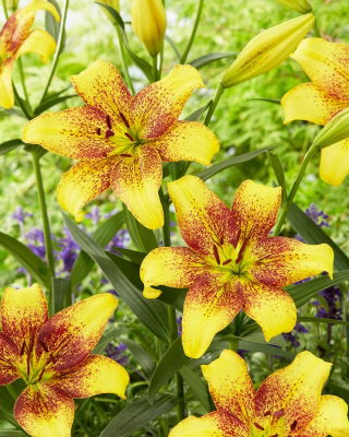 Lily 'Golden Stone' - Large Pack! - 10 pcs.