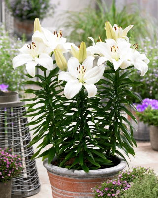 Dwarf Lily 'Gwen'
