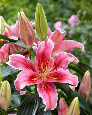 Giglio, Lilium „Aspiration” - orientale, profumato - Confezione grande - 10 unità