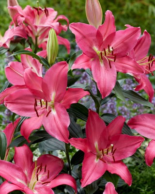Lily 'Meridon' - Oriental, Fragrant