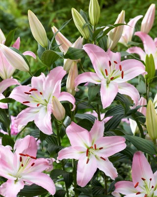 Lily 'Pink News' - Oriental, Fragrant - Large Pack! - 10 pcs.