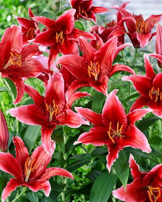 Lily 'Red Flash' - Oriental, Fragrant