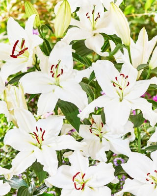 Lily 'Snowy Mountain' - Oriental, Fragrant