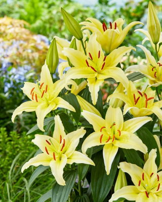 Dwarf Oriental Lily 'Gold Party'
