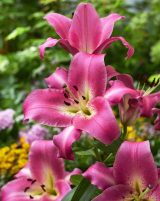 Lys «Purple Lady» - Paquet giga - 50 unités