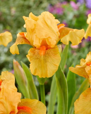 Giaggiolo, Iris germanica „All Right”