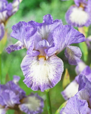 Iris 'Frothingslosh' - Large Pack! - 10 pcs.