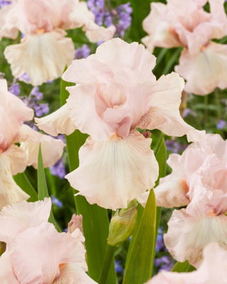 Baardiris 'Cherished' - mega pakket - 50 planten