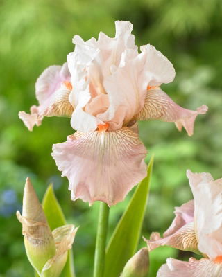 Giaggiolo, Iris germanica „Frappe” - Confezione gigante - 50 unità
