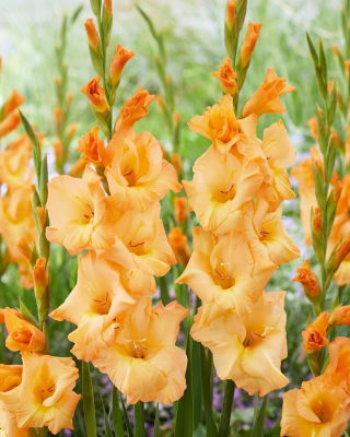 Gladiolus 'Arcadia' - Giga Pack! - 250 pcs.
