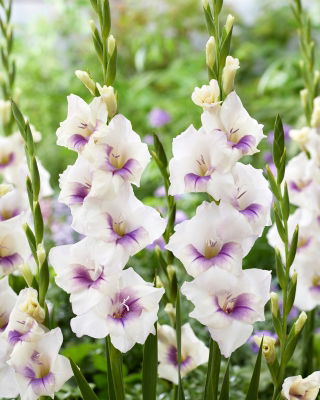 Gladiolus 'Aviol' - jätteförpackning - 250 st