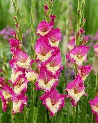 Gladiolus 'Extravert' - Giga Pack! - 250 pcs.