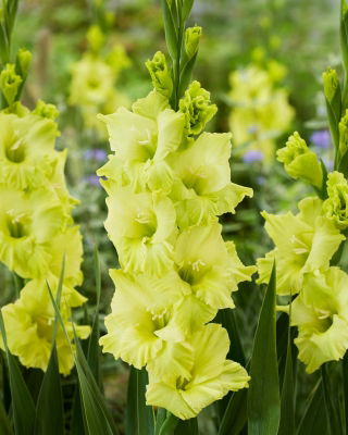 Gladiolus 'Kio' - Large Pack! - 50 pcs.