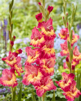 Gladiolus 'Ron Park' - 5 st