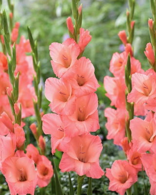 Gladiolus, Kardvirág 'Sugar Babe' - Giga csomag! - 250 db.