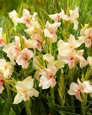 Bloemriet, Canna 'Fantasy' - 1 wortelstok
