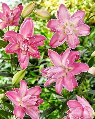 Giglio orientale doppio - Lotus Wonder - Lilium - Bulbi
