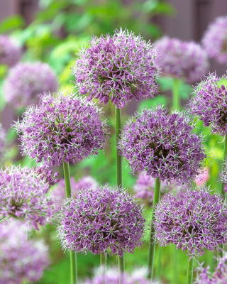 Zierlauch - Allium stipitatum - Blumenzwiebel