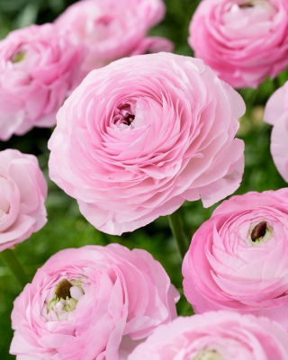 Piciorul Cocosului - roz deschis - Ranunculus - Bulbi - 10 buc.