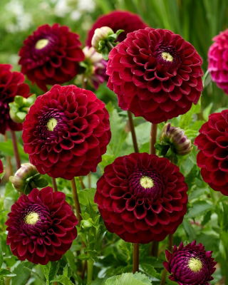Dahlia - Babette - Tuber