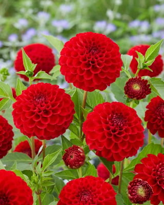 Dahlia - Nescio - Knolde