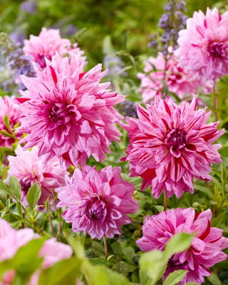 Dalia - Prins Carnaval - Dahlia - Tubérculos