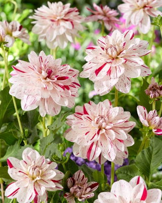 Dahlia - Bright Diamond - Knollen