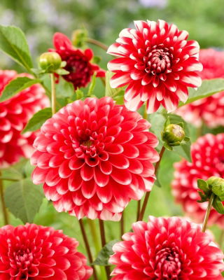 Dalia - Nagano - Dahlia - Tubérculos