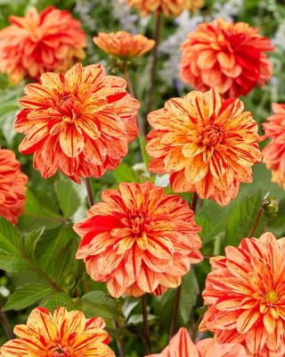 Dalia - Pasolini - Dahlia - Tubérculos