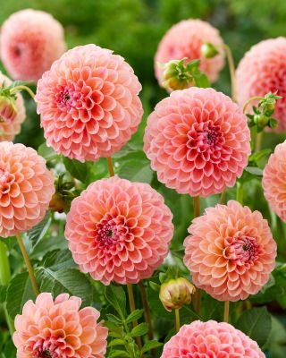 Dalia - Nathalie G. - Dahlia - Tubérculos