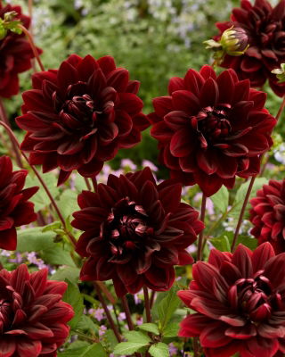 Dahlia - Sam Hopkins - Tuber
