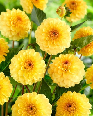 Dahlie - Golden Scepter - Dahlia - Knolle