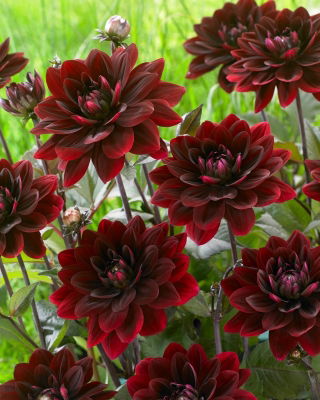 Daalia - After Dusk - Dahlia - Juurakko