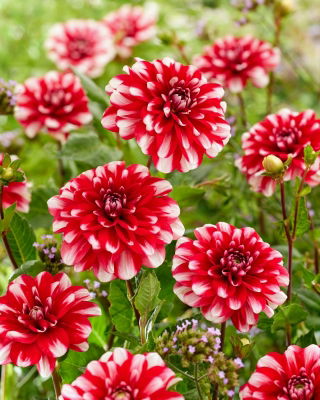 Dahlia - Jamaica - Tuber