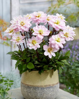 Dahlia - Pacific Jewel - Knollen