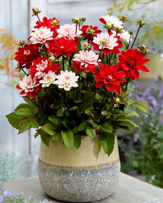 Dahlia - Pacific Time - Knollen