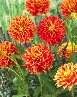 Dahlia - Sunexplosion - Knollen