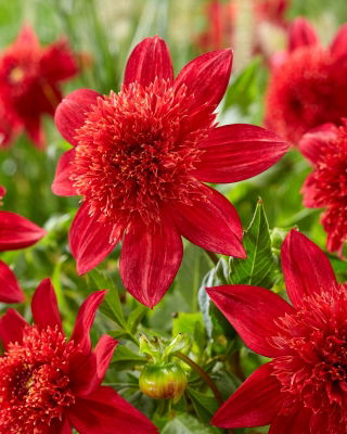 Jiřina - Jive - Dahlia - hlízy