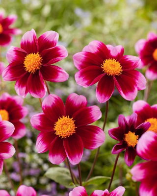 Dahlia - Bashfull - Tubercule